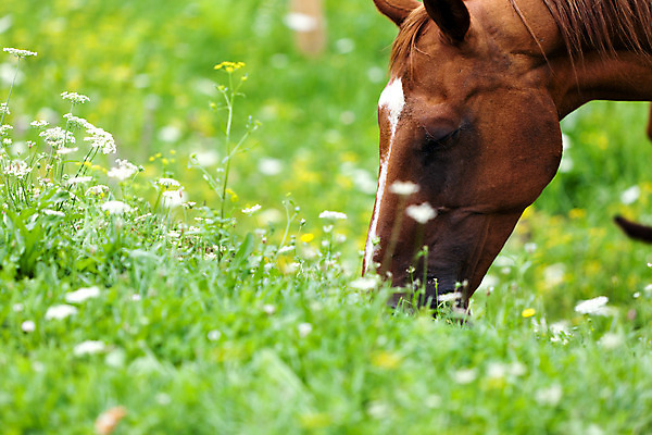 포토 JPG 해외이미지 동물 밭 농업 포유류 자연 엄마 친절 사랑 풍경 경사 사람없음 야외 여름 펜 갈색 마을 농사 봄 시골 승마 먹이 방목 갈기 망아지 해외202004 해외포토 계절 감정 산업 새끼 스포츠 컬러 가족 필기구 말_동물 축산업 생태계 파일형식 이미지허브