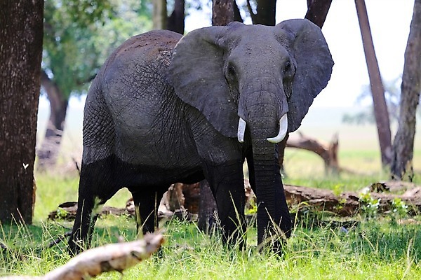포토 JPG 해외이미지 동물 야생동물 백그라운드 2 포유류 가족 아프리카 자연 하늘 초식동물 코끼리 종류 풍경 사람없음 물 파란색 일몰 아기 그룹 군중 큼 사파리 케냐 고립 마사이족 사바나 세렝게티 전국 해외202004 해외포토 자연요소 나라 컬러 관계 사람 노을 크기 생태계 파일형식 이미지허브