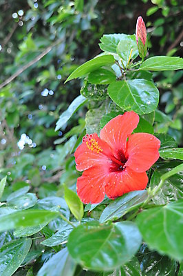 포토 JPG 해외이미지 식물 꽃잎 꽃 야생동물 줄기 잎 꽃무늬 자연 사람없음 야외 빨간색 초록색 물 노란색 정원 벚꽃 우아함 닫기 다발 묘사 폭풍 몰디브 이국적 히비스커스 해외202004 해외포토 자연요소 동물 아시아 컬러 컨셉 무늬 모션 날씨 생태계 파일형식 이미지허브