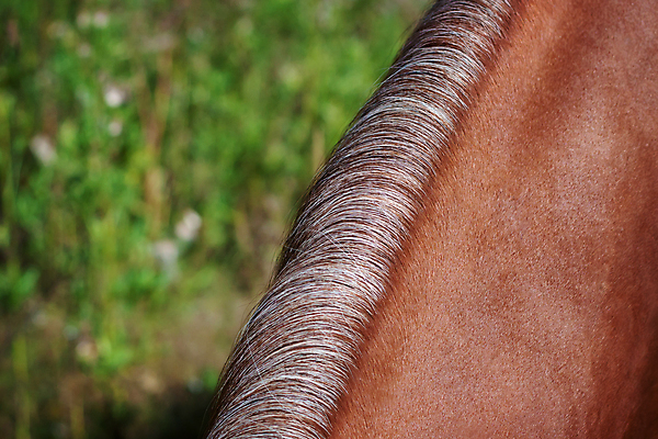 포토 JPG 해외이미지 동물 백그라운드 밭 오렌지 포유류 추상 사람없음 야외 가로 빨간색 초록색 여름 농장 갈색 환경 회색 흰색 승마 묘사 갈기 목 내추럴 특별함 해외202004 해외포토 계절 스포츠 컬러 컨셉 무늬 농업 과일 신체부위 파일형식 이미지허브