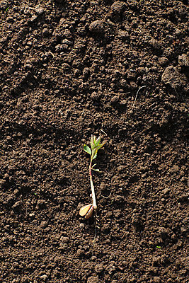 포토 JPG 해외이미지 식물 1 계절 지구 백그라운드 컨셉 잎 농업 자연 새로움 건강 씨앗 사람없음 초록색 여름 농장 새싹 환경 정원 희망 흙 봄 성장 흰색 시골 신선 작음 심볼 유기농 원예 먼지 내추럴 개발 돌봄 땅바닥 모종 밭일 생태학 처음 생존 세련 해외202004 해외포토 웰빙 교육 감정 산업 컬러 모션 바닥 취미 크기 생태계 파일형식 이미지허브