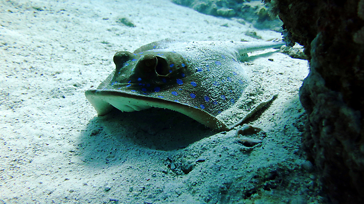 포토 JPG 해외이미지 식물 동물 리본 야생동물 모래 바다 여행 자연 이집트 어류 사람없음 빨간색 물 파란색 컬러풀 수중 광선 점 스노클링 산호 묘사 다이빙 꼬리 소금 태평양 암초 수족관 대서양 찌르기 깊이 동물상 소금물 이국적 생존 해외202004 해외포토 자연요소 컬러 모션 아프리카 조형물 수영 수중동물 수상스포츠 자포동물 생태계 수중스포츠 파일형식 이미지허브