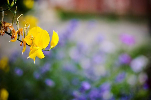 포토 JPG 해외이미지 식물 계절 꽃 백그라운드 꽃무늬 밭 자연 추상 풍경 사람없음 야외 가로 초록색 여름 컬러풀 태양 노란색 일출 정원 일몰 봄 들꽃 벚꽃 농촌 시골 개화 닫기 소프트포커스 묘사 보케 카피스페이스 해외202004 해외포토 자연요소 컬러 무늬 농업 모션 촬영기법 노을 공백 생태계 파일형식 이미지허브