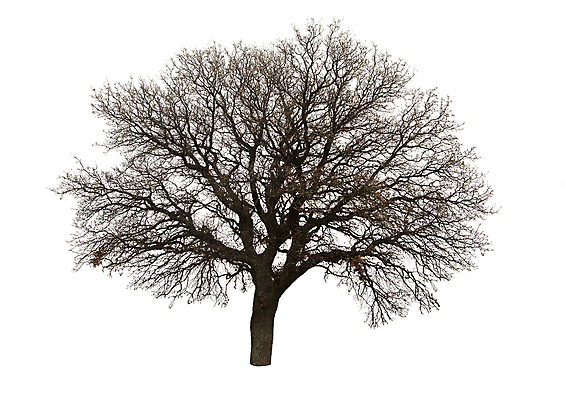 포토 JPG 해외이미지 나무 식물 계절 실루엣 낙엽 겨울 자연 사람없음 갈색 검은색 봄 흰색 나뭇가지 큼 자르기 싱글 흰배경 윤곽 고립 벌거벗은 해외202004 해외포토 컬러 백그라운드 잎 모션 촬영기법 크기 생태계 파일형식 이미지허브