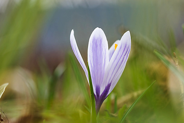 포토 JPG 해외이미지 식물 계절 꽃잎 꽃 꽃무늬 자연 새로움 사람없음 초록색 파란색 컬러풀 햇빛 정원 봄 성장 벚꽃 흰색 신선 속도 화단 부드러움 땅바닥 해외202004 해외포토 컬러 컨셉 무늬 바닥 태양 감각 생태계 파일형식 이미지허브