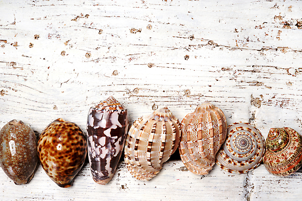 포토 JPG 해외이미지 바다 사람없음 목재 껍질 흰색 해외202004 해외포토 나무 컬러 재료 파일형식 이미지허브