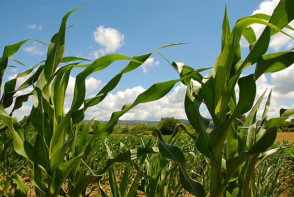 포토 JPG 해외이미지 식물 구름 계절 음식 줄기 잎 밭 농업 채소 재료 자연 하늘 건강 옥수수 풍경 사람없음 야외 초록색 여름 파란색 농작물 햇빛 농장 수확 성장 시골 그룹 묘사 유기농 내추럴 바이오 발칸반도 밭일 세르비아 심기 해외202004 해외포토 자연요소 웰빙 산업 컬러 모션 곡류 태양 생태계 파일형식 이미지허브