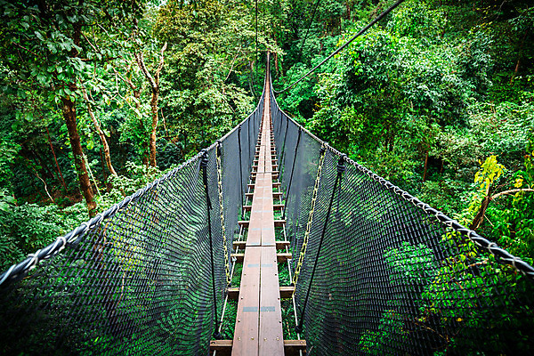 포토 JPG 해외이미지 나무 식물 응시 공원 길 밧줄 벽 자국 자연 거리 사람없음 야외 건물 목재 초록색 산책 그물 던지기 정상 숲 통로 시력 철사 내추럴 루트 방법 선로 해외202004 해외포토 건축물 시선 공공시설 줄 컬러 재료 모션 휴식 생태계 파일형식 이미지허브