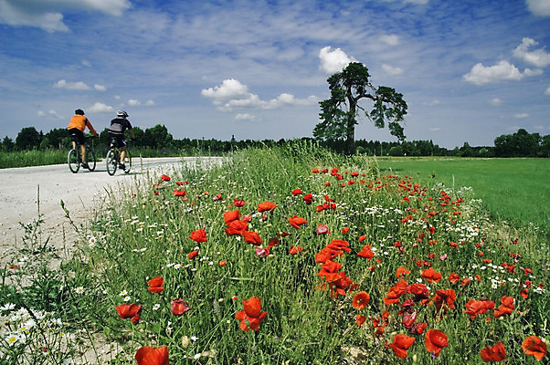 포토 JPG 해외이미지 구름 남자 꽃 호수 밭 자연 하늘 풍경 취미 사람없음 빨간색 초록색 파란색 자전거 봄 시골 신선 밀 양귀비 천국 해외202004 해외포토 자연요소 식물 계절 컬러 농업 곡류 사람 바이크 생태계 파일형식 이미지허브