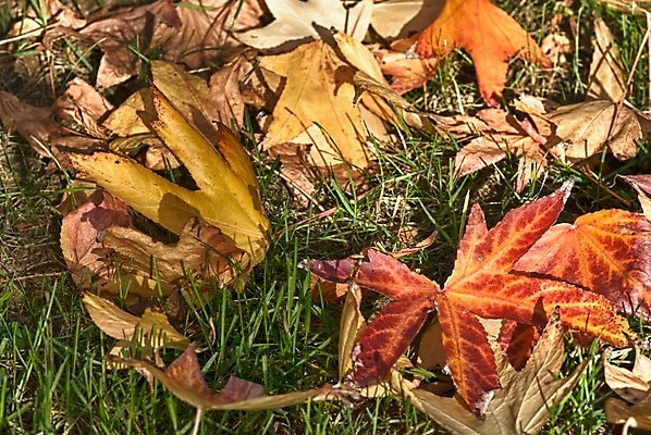 포토 JPG 해외이미지 나무 계절 종교 도로 벽 잎 오렌지 자연 하늘 지붕 휴가 벽돌 산 주택 사람 풍경 사람없음 빨간색 초록색 파란색 교회 마을 탑 봄 이탈리아 종 가을 나뭇가지 시골 도시 중세 언덕 타운 르네상스 옛날 토스카나 해외202004 해외포토 식물 건축물 유럽 길 컬러 과일 종교건축 교통시설 건물 역사 생태계 파일형식 이미지허브