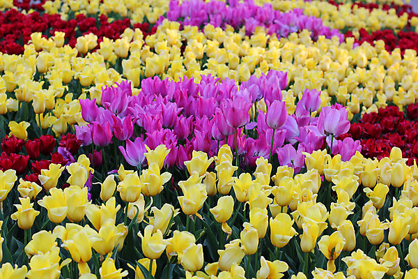 포토 JPG 해외이미지 식물 계절 공원 꽃잎 꽃 줄기 분홍색 꽃다발 백그라운드 잎 꽃무늬 밭 자연 사람없음 빨간색 초록색 빛 컬러풀 태양 노란색 정원 봄 활발 튤립 벚꽃 광선 시골 신선 개화 우아함 저녁 내추럴 해외202004 해외포토 자연요소 공공시설 컬러 컨셉 무늬 농업 야간 생태계 파일형식 이미지허브