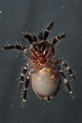 포토 JPG 해외이미지 동물 손 여자 야생동물 백그라운드 창문 자연 유리 조류 종류 사람없음 파란색 갈색 검은색 어둠 침묵 할로윈 흰색 독약 큼 무서움 묘사 생물학 거미 기어가기 고립 악몽 이국적 오싹 해외202004 해외포토 교육 감정 컬러 곤충 모션 재질 사람 신체부위 소리 크기 생태계 파일형식 이미지허브