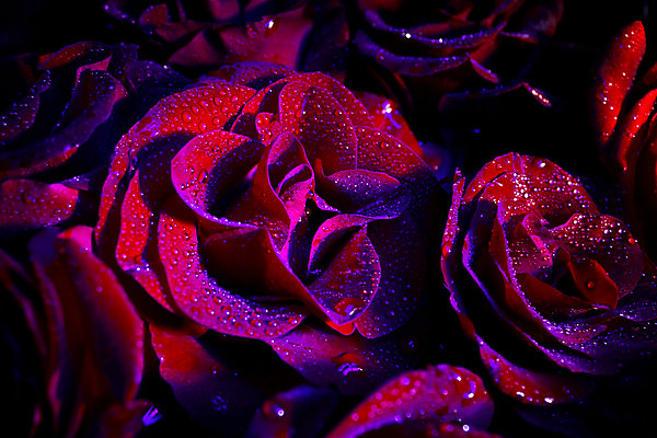 포토 JPG 해외이미지 꽃잎 꽃 꽃다발 백그라운드 자연 휴식 함께함 건강 사랑 사람없음 장식 빨간색 물 파란색 빛 장미 검은색 스파 물방울 개화 고급 떨어짐 야간 번개 소중 제비꽃 아로마테라피 테라피 광 돌봄 자외선 해외202004 해외포토 자연요소 식물 감정 컬러 컨셉 모션 날씨 뷰티 생태계 파일형식 이미지허브