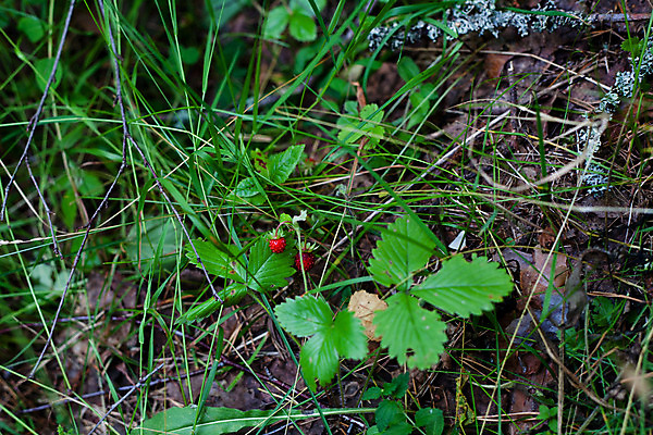 포토 JPG 해외이미지 식물 열매 자연 사람없음 야외 가로 빨간색 초록색 여름 갈색 숲 허브 떠남 숙성 해외202004 해외포토 계절 컬러 모션 생태계 파일형식 이미지허브