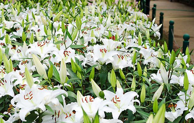 포토 JPG 해외이미지 식물 꽃잎 꽃 꽃다발 결혼 백그라운드 잎 꽃무늬 자연 휴가 발렌타인데이 사람없음 장식 초록색 머리 스파 화목 봄 벚꽃 흰색 축하 신선 우아함 묘사 냄새 구성 해외202004 해외포토 계절 컬러 컨셉 무늬 데이이벤트 이벤트 신체부위 생태계 파일형식 이미지허브