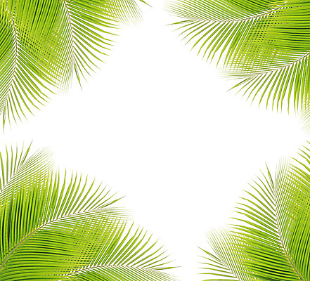 포토 JPG 해외이미지 나무 식물 줄기 백그라운드 잎 패턴 곡선 자연 손바닥 사람없음 초록색 여름 성장 흰색 나뭇가지 숲 코코넛 고립 해외202004 해외포토 손 계절 선 컬러 무늬 과일 생태계 파일형식 이미지허브