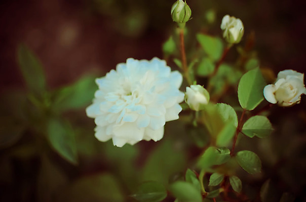 포토 JPG 해외이미지 식물 계절 꽃잎 꽃 야생동물 꽃다발 백그라운드 잎 꽃무늬 자연 사람없음 가로 초록색 여름 파란색 햇빛 장미 노란색 머리 정원 봄 벚꽃 흰색 시골 축하 신선 닫기 오브젝트 싱글 장면 내추럴 파스텔톤 해외202004 해외포토 동물 컬러 컨셉 무늬 모션 신체부위 태양 생태계 파일형식 이미지허브