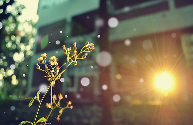 포토 JPG 해외이미지 식물 계절 꽃 백그라운드 밭 자연 하늘 아침 부활절 사람없음 초록색 여름 파란색 빛 햇빛 태양 일출 보라색 일몰 봄 수확 가을 보케 내추럴 해외202004 해외포토 주간 자연요소 기념일 컬러 농업 노을 생태계 파일형식 이미지허브