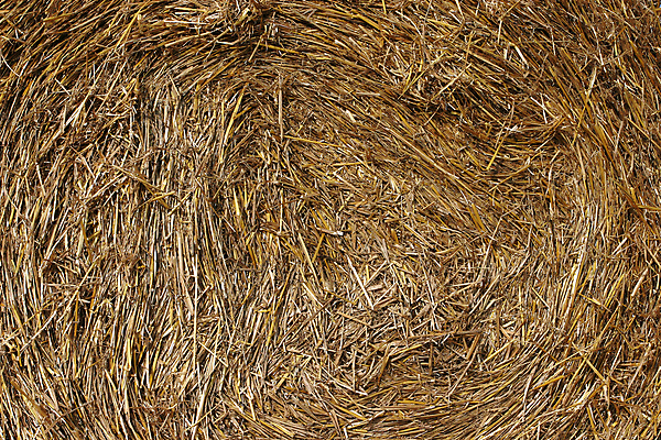 포토 JPG 해외이미지 식물 음식 줄기 밭 농업 자연 하늘 건조 옥수수 풍경 사람없음 야외 여름 농작물 햇빛 농장 노란색 쌓기 우주 침묵 수확 성장 가을 시골 원형 황금 선택 건초더미 볏짚 낟알 시리얼 밀 보리 뭉치 밀짚 내추럴 볏집 숙성 호밀 세련 해외202004 해외포토 도형 계절 산업 컬러 컨셉 모션 곡류 태양 소리 건초 짚 생태계 파일형식 더미 이미지허브