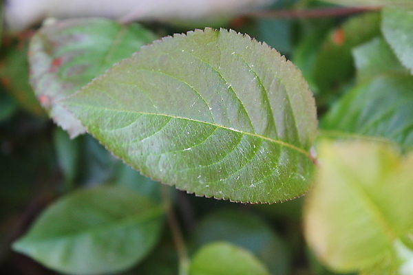 포토 JPG 해외이미지 나무 식물 공원 문화 백그라운드 잎 농업 채소 자연 추상 손바닥 사람없음 초록색 여름 새싹 우주 환경 정원 봄 성장 신선 숲 허브 원예 질감 내추럴 모종 밭일 생태학 이국적 세련 미니멀 해외202004 해외포토 손 계절 공공시설 교육 산업 컬러 무늬 취미 생태계 파일형식 이미지허브