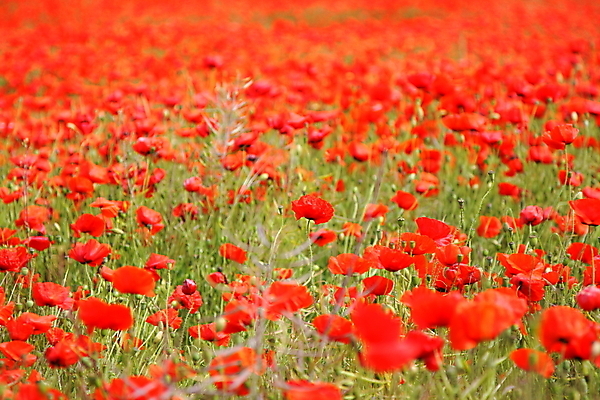 포토 JPG 해외이미지 나무 식물 구름 계절 공원 꽃잎 꽃 백그라운드 잎 밭 농업 자연 벽지 하늘 풍경 사람없음 야외 빨간색 초록색 여름 파란색 햇빛 태양 농장 정원 침묵 봄 들꽃 벚꽃 시골 신선 땅 허브 장면 양귀비 내추럴 수평선 해외202004 해외포토 자연요소 공공시설 산업 컬러 소리 생태계 파일형식 이미지허브