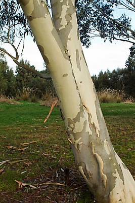 포토 JPG 해외이미지 나무 식물 계절 공원 백그라운드 꽃무늬 자연 추상 풍경 사람없음 야외 목재 초록색 환경 침묵 봄 화장품 성장 나뭇가지 시골 절약 황무지 숲 약국 허브 질감 장면 나무껍질 자작나무 생태학 수목 해외202004 해외포토 공공시설 교육 꽃 컬러 컨셉 무늬 재료 의학 뷰티 소리 껍질 생태계 파일형식 이미지허브
