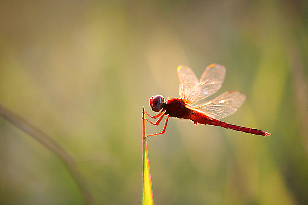 포토 JPG 해외이미지 동물 공원 야생동물 곤충 백그라운드 날개 자연 휴식 사람없음 야외 빨간색 초록색 평화 정원 연못 잠자리 취급주의 해외202004 해외포토 공공시설 컬러 컨셉 경고 생태계 파일형식 이미지허브