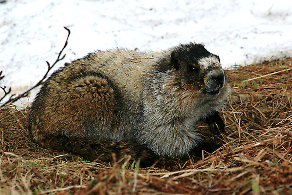 포토 JPG 해외이미지 동물 야생동물 여행 포유류 산 사람없음 갈색 미국 도시 설치류 크루즈 모피 서식지 알래스카 해외202004 해외포토 컬러 북아메리카 배_교통 파일형식 이미지허브