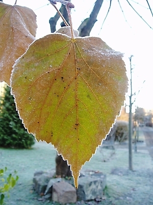 포토 JPG 해외이미지 잎 사람없음 가을 서리 반투명 해외202004 해외포토 식물 계절 파일형식 이미지허브