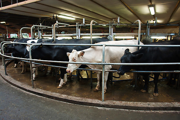 포토 JPG 해외이미지 산업 선 음식 농업 사람없음 농장 금속 가축 기계 장비 우유 시골 소 상품 객실 장면 튜브 젖 리빙 자동 줄서기 해외202004 해외포토 동물 포유류 모션 재질 유제품 파일형식 이미지허브