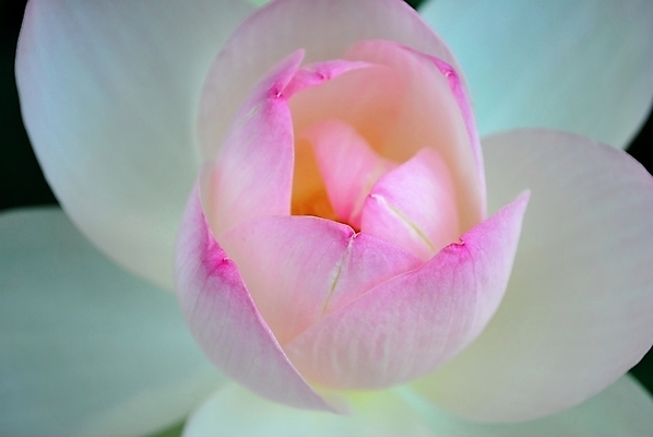 포토 JPG 해외이미지 계절 공원 꽃잎 꽃 종교 문화 선 분홍색 여행 백그라운드 컨셉 잎 불교 추상 연꽃 사람없음 초록색 여름 평화 정원 일본 침묵 고요 기쁨 벚꽃 흰색 연못 사찰 가득함 심볼 순수 명상 해외202004 해외포토 식물 공공시설 감정 아시아 컬러 무늬 종교건축 소리 파일형식 이미지허브