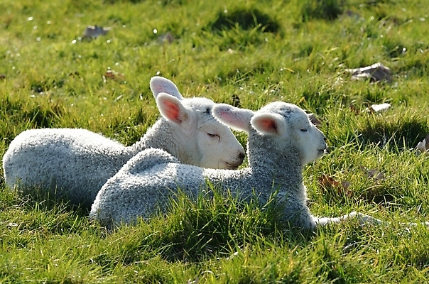 포토 JPG 해외이미지 동물 계절 2 밭 농업 가족 자연 털 사람없음 초록색 농장 가축 봄 시골 신생아 양 방목 쌍둥이 양고기 양모 해외202004 해외포토 산업 컬러 포유류 관계 육류 아기 직물 축산업 생태계 파일형식 이미지허브