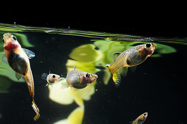 포토 JPG 해외이미지 동물 여자 남자 아들 바다 백그라운드 태국 자연 어류 동양인 취미 사람없음 장식 빨간색 물 파란색 반려동물 검은색 수중 임신 흰색 연못 신선 우아함 공작 작음 수집 꼬리 탱크 수족관 강렬 고립 기르기 민물 해외202004 해외포토 자연요소 아시아 컬러 컨셉 가족 조류 사람 인종 수중동물 크기 생태계 돌봄 파일형식 이미지허브