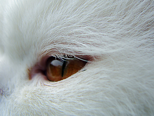 포토 JPG 해외이미지 동물 1 응시 털 사람없음 반려동물 노란색 고양이 흰색 관찰 닫기 큼 눈동자 코 붓꽃 솜털 알레르기 해외202004 해외포토 시선 꽃 컬러 포유류 모션 신체부위 눈_신체부위 질병 크기 파일형식 이미지허브