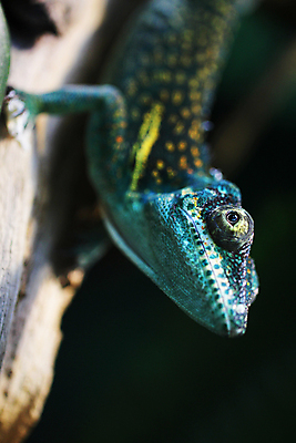 포토 JPG 해외이미지 동물 척추동물 응시 야생동물 파충류 자연 뿔 사람없음 야외 초록색 물 반려동물 중국 예수 꼬리 도마뱀 악어 이구아나 내추럴 이국적 카멜레온 해외202004 해외포토 자연요소 시선 아시아 컬러 신_종교 생태계 파일형식 이미지허브