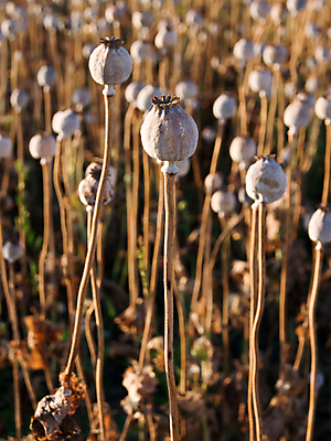 포토 JPG 해외이미지 음식 농업 재료 표면 요리 씨앗 사람없음 가로 초록색 쌓기 식사 양념 조미료 향신료 오브젝트 유기농 양귀비 레시피 중독 채식주의자 많음 해외202004 해외포토 식물 웰빙 꽃 산업 컬러 컨셉 모션 채식 향미료 파일형식 이미지허브