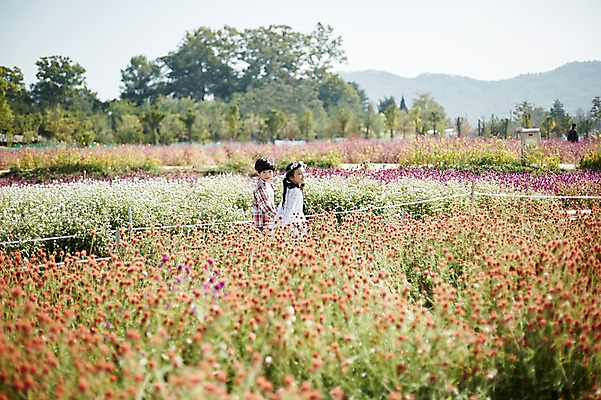 포토 JPG 주간 여자 남자 어린이라이프 어린이 꽃밭 상반신 야외 두명 옆모습 걷기 귀여움 손잡기 한국인 짝꿍 꽃구경 어린이만 국내포토 자연요소 라이프스타일 꽃 뷰포인트 컨셉 모션 사람 동양인 친구 파일형식