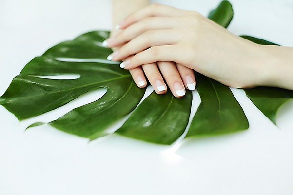 포토 JPG 손 나뭇잎 실내 20대 신체부위 뷰티 한국인 손톱관리 네일아트 손모으기 젤네일 국내포토 잎 사람 동양인 손짓 청년 내부 파일형식