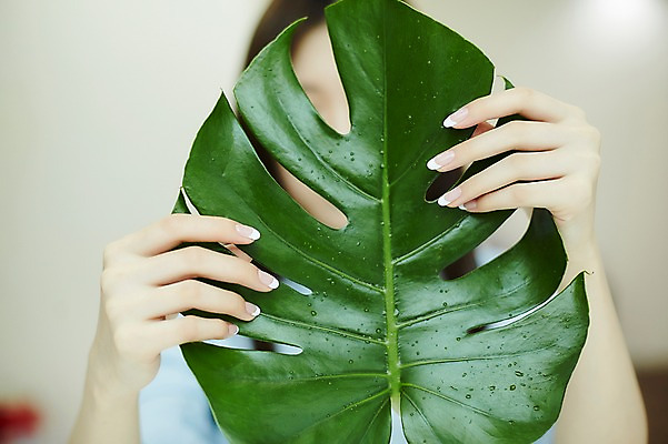 포토 JPG 손 나뭇잎 실내 들기 20대 신체부위 뷰티 한국인 물방울 손톱관리 네일아트 젤네일 국내포토 잎 모션 사람 동양인 청년 내부 파일형식