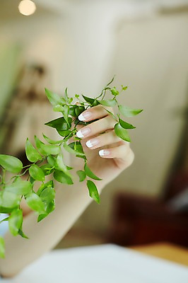 포토 JPG 손 나뭇잎 실내 들기 20대 신체부위 뷰티 한국인 손톱관리 네일아트 젤네일 국내포토 잎 모션 사람 동양인 청년 내부 파일형식