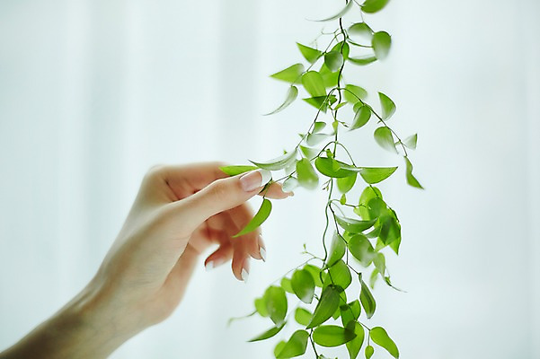 포토 JPG 손 나뭇잎 실내 20대 신체부위 뷰티 한국인 잡기 손톱관리 네일아트 젤네일 국내포토 잎 모션 사람 동양인 청년 내부 파일형식