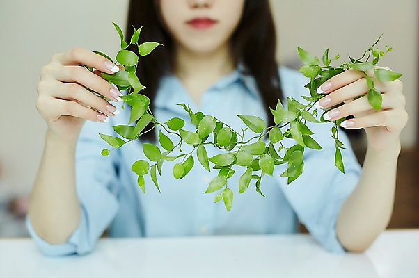 포토 JPG 손 나뭇잎 실내 들기 20대 앞모습 아웃포커스 신체부위 뷰티 한국인 손톱관리 네일아트 손모으기 젤네일 국내포토 뷰포인트 잎 모션 촬영기법 사람 동양인 손짓 청년 내부 파일형식