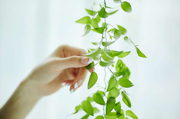 포토 JPG 손 나뭇잎 실내 20대 신체부위 뷰티 한국인 잡기 손톱관리 네일아트 젤네일 국내포토 잎 모션 사람 동양인 청년 내부 파일형식