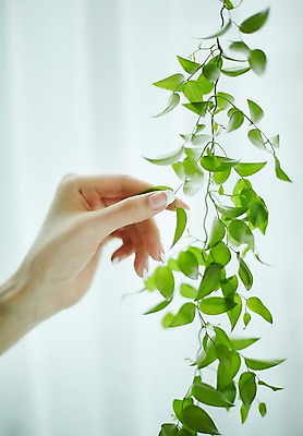 포토 JPG 손 나뭇잎 실내 20대 신체부위 뷰티 한국인 잡기 손톱관리 네일아트 젤네일 국내포토 잎 모션 사람 동양인 청년 내부 파일형식