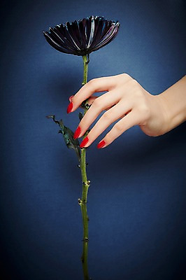 포토 JPG 스튜디오촬영 손 꽃 실내 들기 20대 신체부위 뷰티 한국인 손톱관리 네일아트 젤네일 국내포토 식물 모션 사람 동양인 청년 내부 파일형식