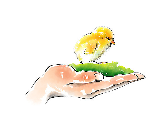 PSD 동물 한마리 손 일러스트 캘리그라피 병아리 한명 잔디 신체부위 양손 손모으기 국내일러스트 식물 1 조류 사람 손짓 파일형식