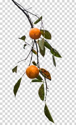 편집 편집이미지 열매 나뭇잎 감 사람없음 가을 나뭇가지 PNG 단감 편집소스 나무 식물 계절 잎 과일 파일형식