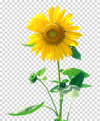 편집 편집이미지 꽃 잎 한송이 해바라기 사람없음 노란색 PNG 편집소스 식물 1 컬러 송이 파일형식