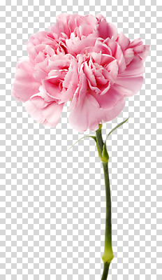 편집 편집이미지 꽃 사람없음 카네이션 PNG 연분홍색 편집소스 식물 분홍색 파일형식