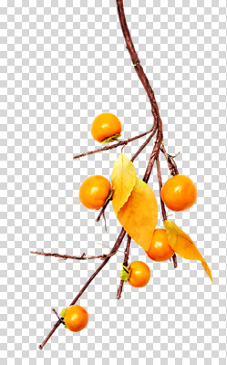 편집 편집이미지 열매 나뭇잎 감 사람없음 가을 나뭇가지 PNG 편집소스 나무 식물 계절 잎 과일 파일형식